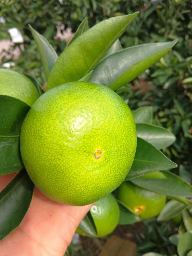 蜜橘特早早津