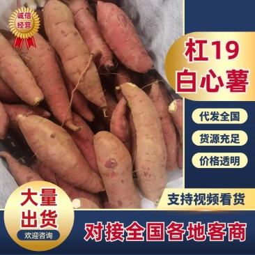 杠19白心红薯精品红薯全国发货量大从优欢迎合作