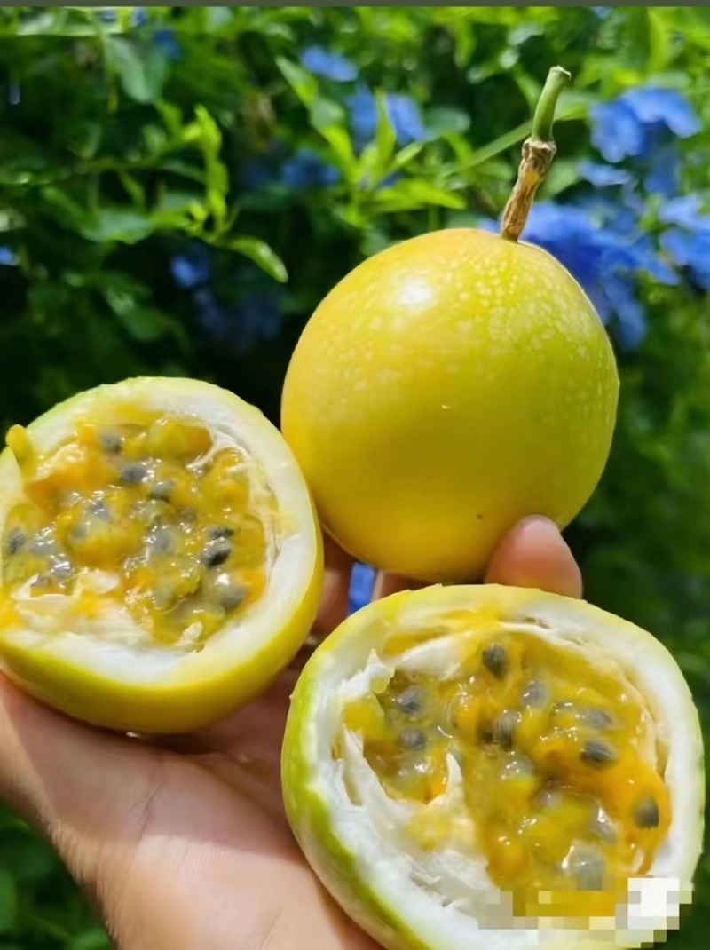 广西百香果大量上市中一手货源视频看货欢迎致电