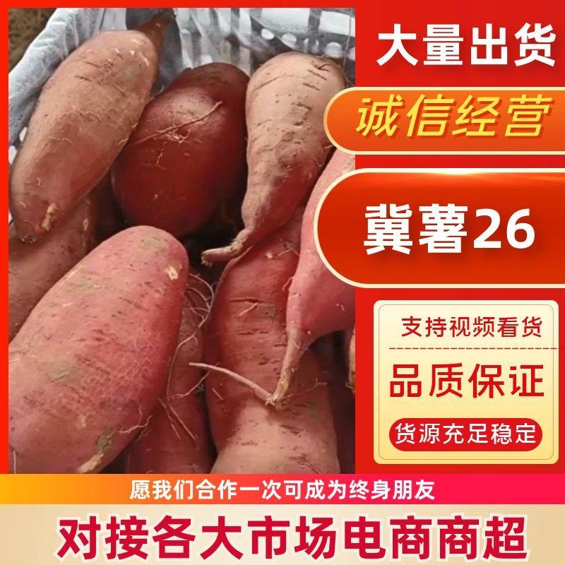 河北廊坊冀薯26大量上市现挖下发红薯价格优惠