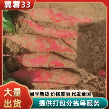 冀薯33精品红薯货源充足，全国市场电商可对接