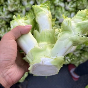 儿菜（大心小心）
