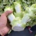 儿菜（大心小心）