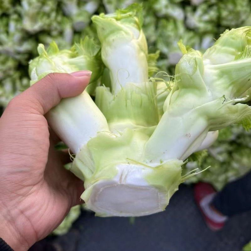 儿菜（大心小心）