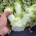 儿菜（大心小心）