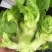 儿菜（大心小心）
