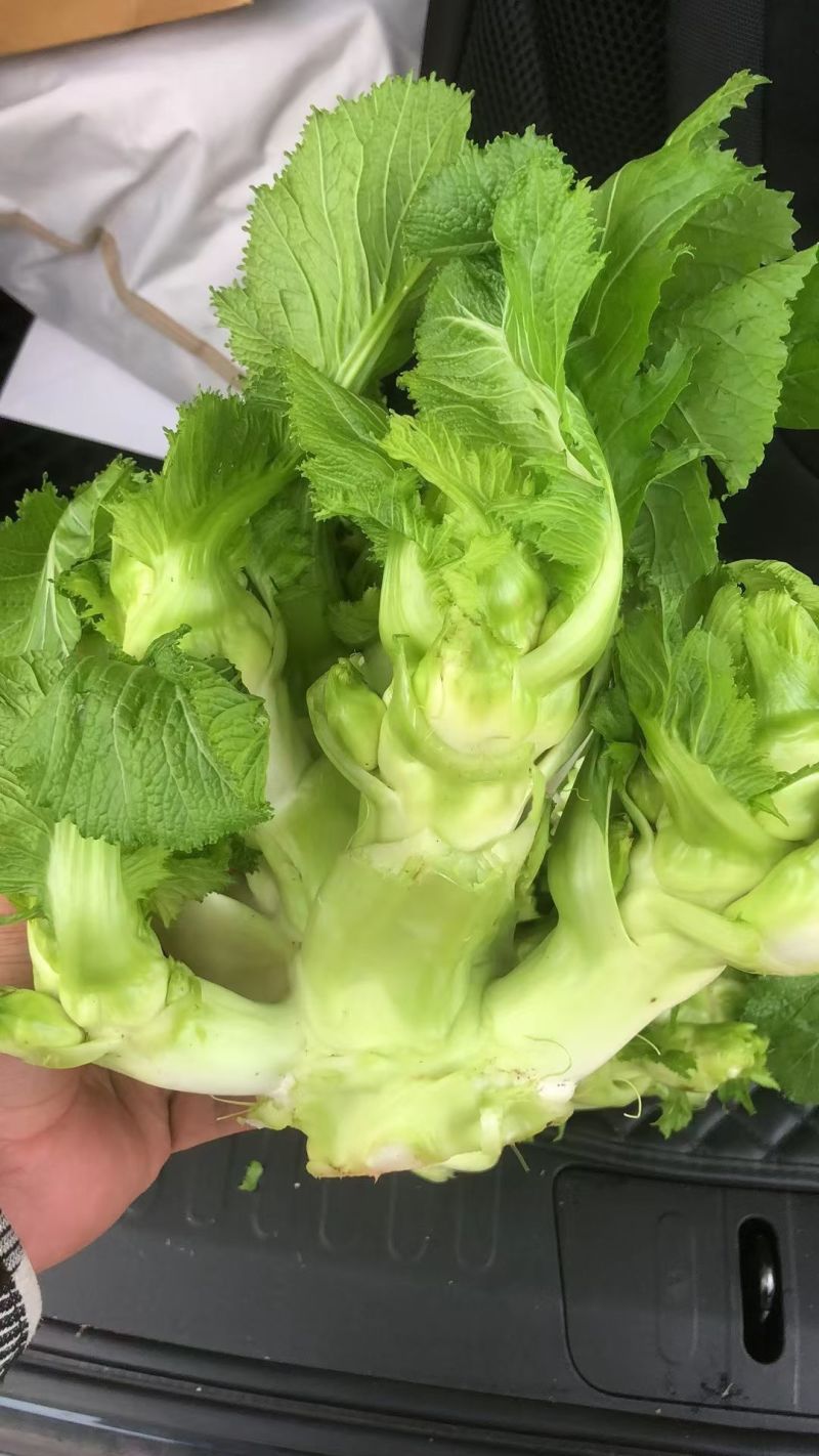 儿菜（大心小心）