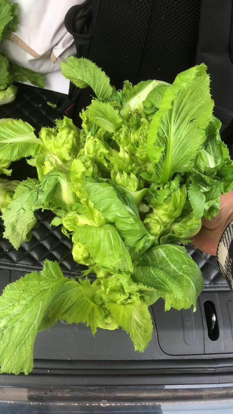 儿菜（大心小心）