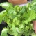 儿菜（大心小心）
