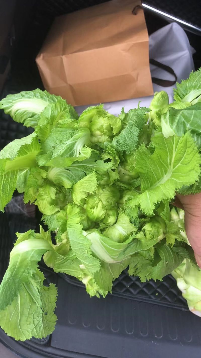儿菜（大心小心）