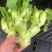 儿菜（大心小心）