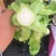 儿菜（大心小心）