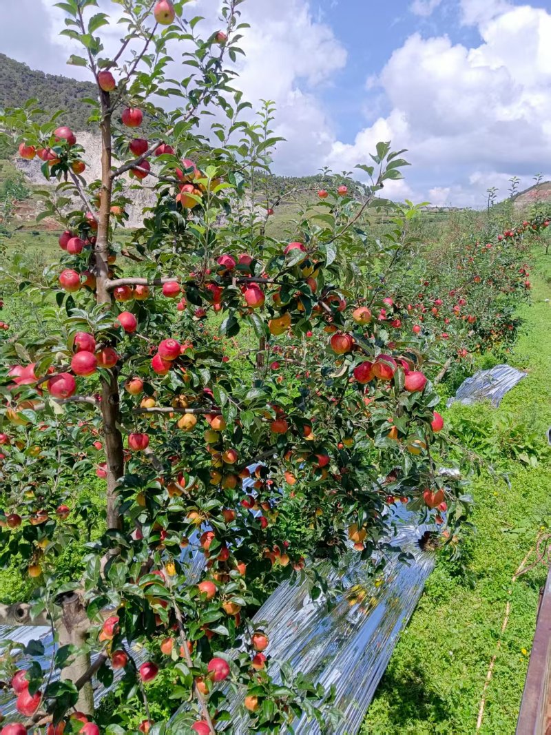 红露苹果