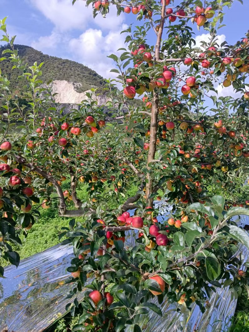 红露苹果