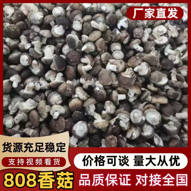 [热卖]鲜香菇808白面菇花菇大杯菇产地直发