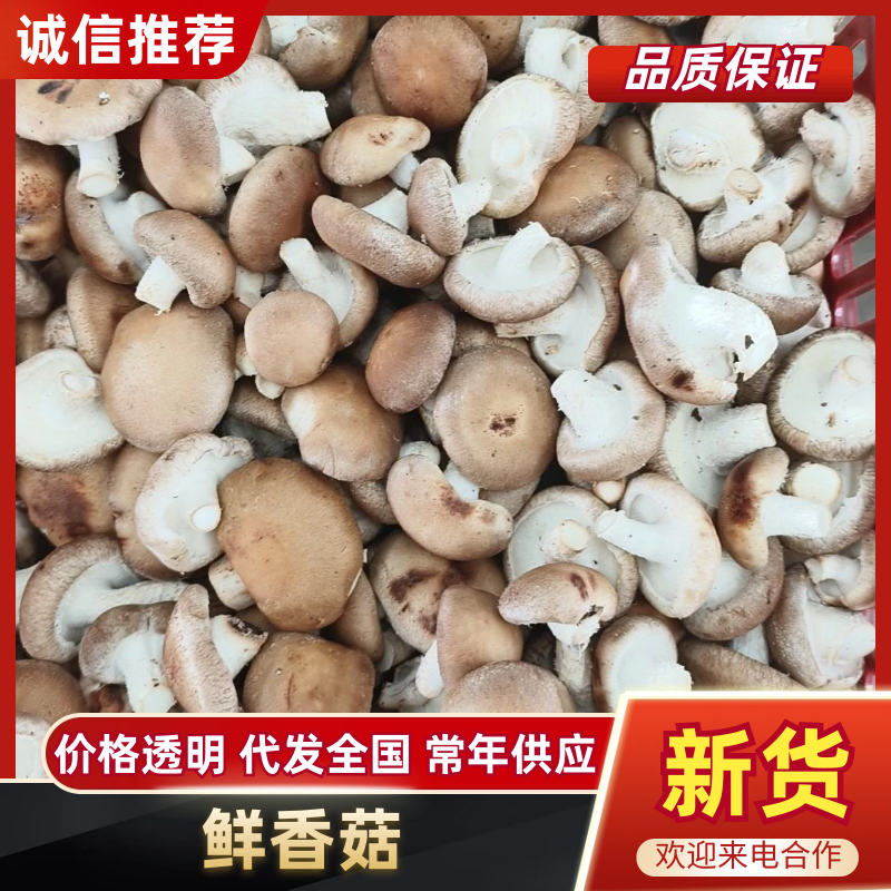 工厂大集超市平台专用香菇，大量有货，对接全国市场电商平台