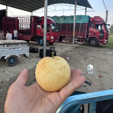 博望炸街货黄金梨