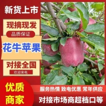 蛇果精品花牛苹果大量供应对接各大市场商超电商加工厂