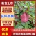 蛇果精品花牛苹果大量供应对接各大市场商超电商加工厂