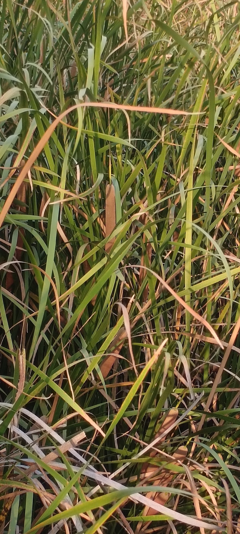 香蒲