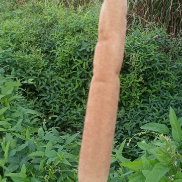 香蒲