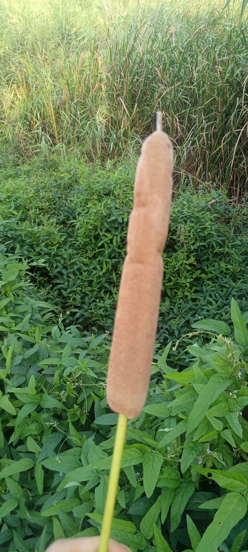 香蒲