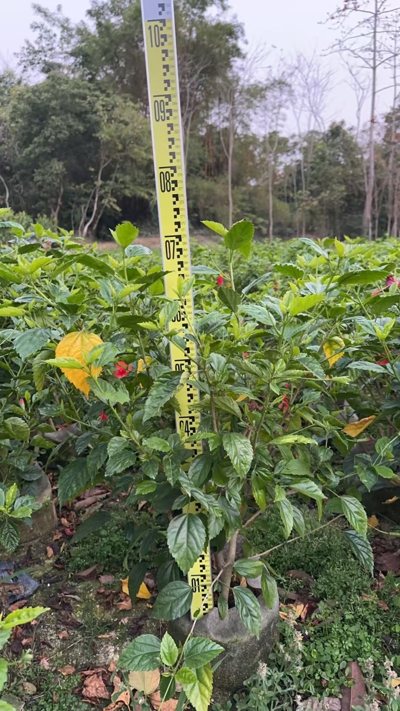 热带常用花卉朱槿大红花树苗扶桑花重瓣四季开花绿植红木槿苗
