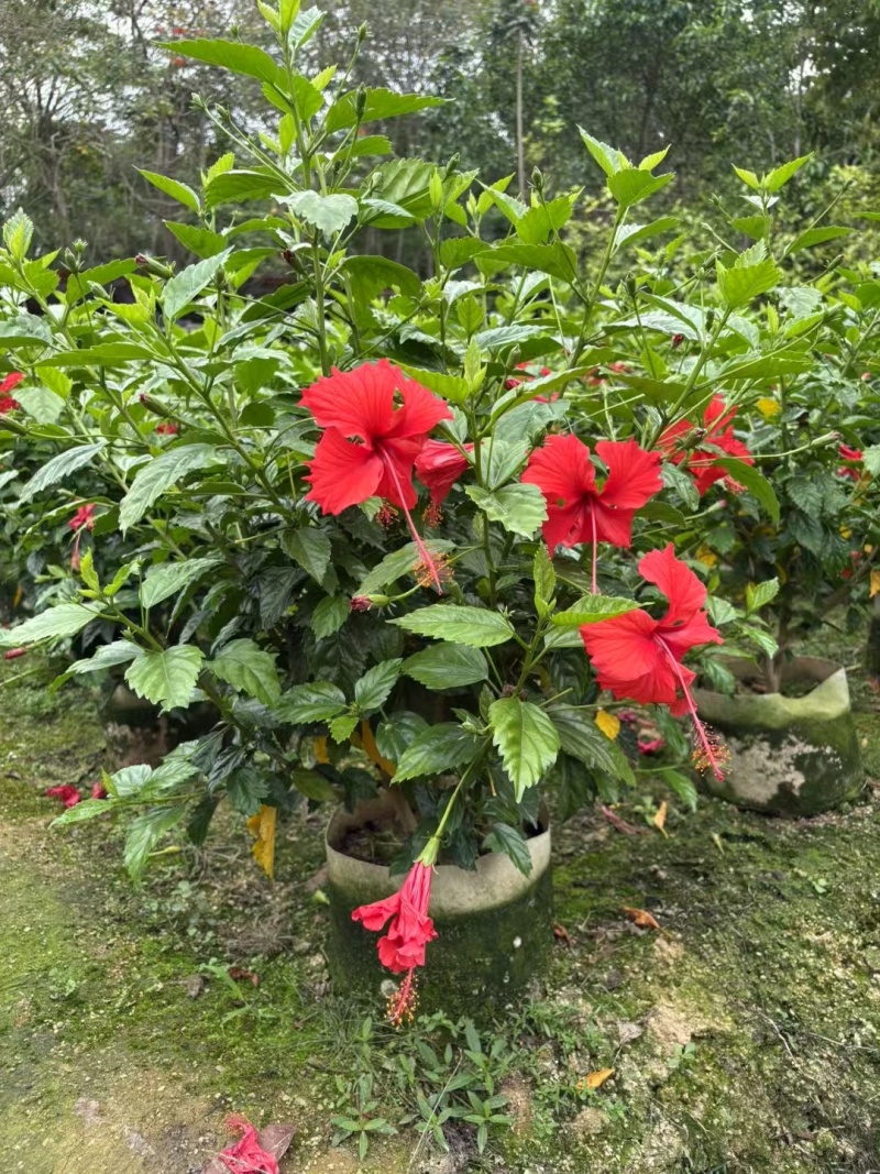 热带常用花卉朱槿大红花树苗扶桑花重瓣四季开花绿植红木槿苗