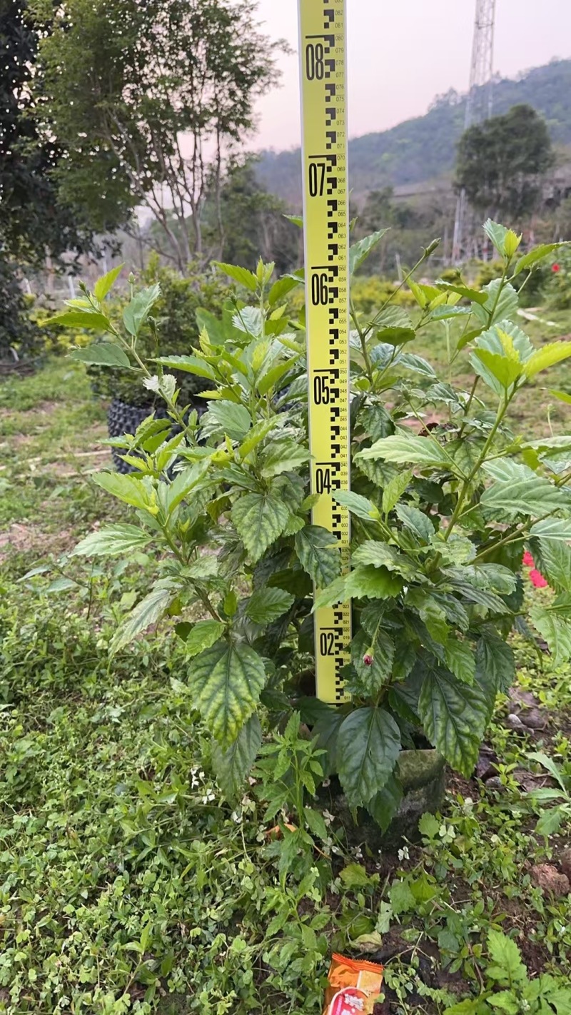 热带常用花卉朱槿大红花树苗扶桑花重瓣四季开花绿植红木槿苗