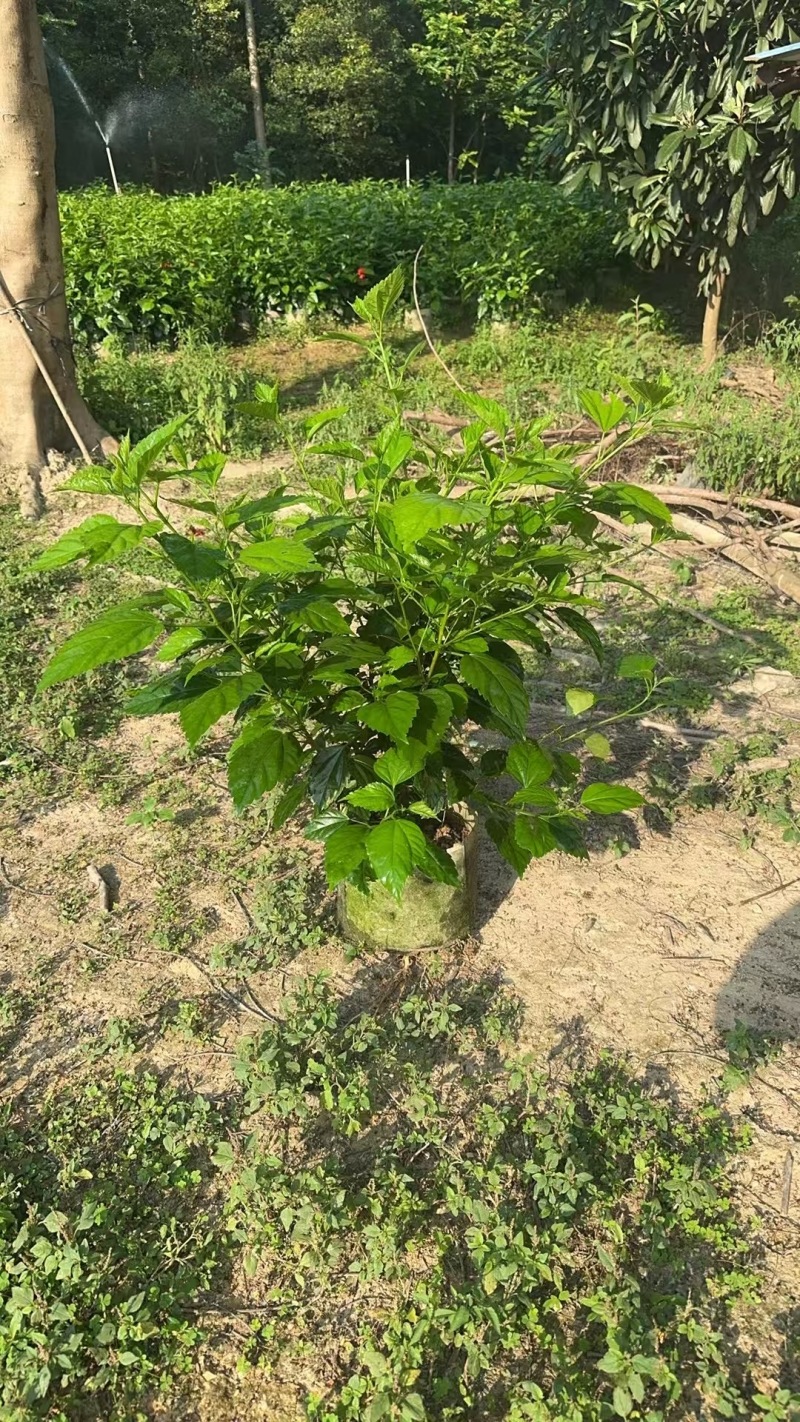 热带常用花卉朱槿大红花树苗扶桑花重瓣四季开花绿植红木槿苗