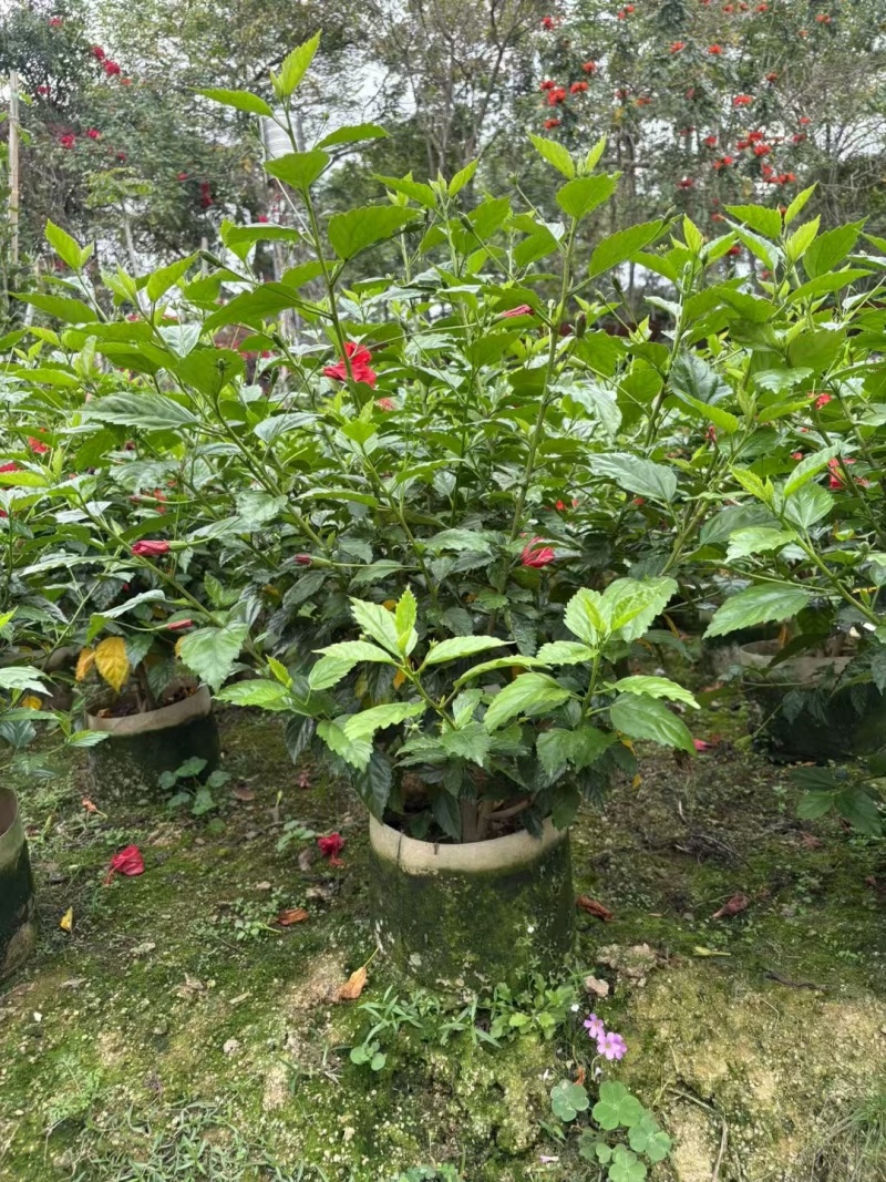 热带常用花卉朱槿大红花树苗扶桑花重瓣四季开花绿植红木槿苗