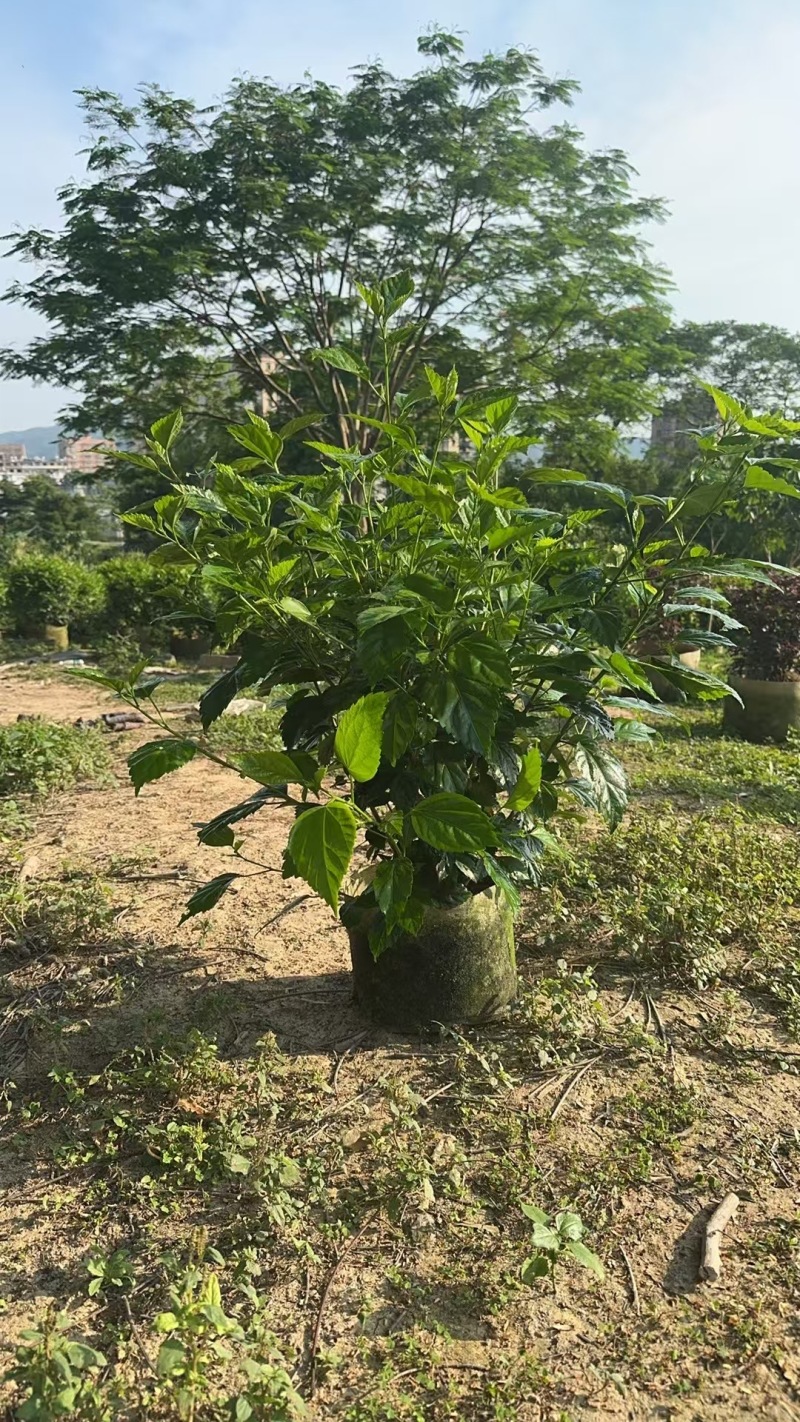 热带常用花卉朱槿大红花树苗扶桑花重瓣四季开花绿植红木槿苗
