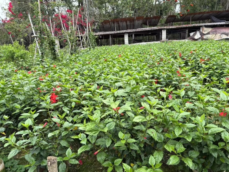热带常用花卉朱槿大红花树苗扶桑花重瓣四季开花绿植红木槿苗