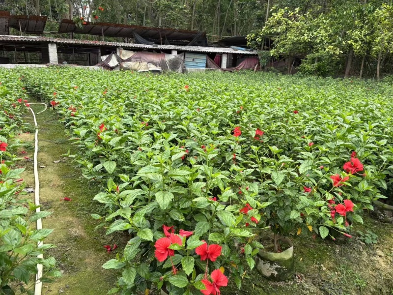 热带常用花卉朱槿大红花树苗扶桑花重瓣四季开花绿植红木槿苗