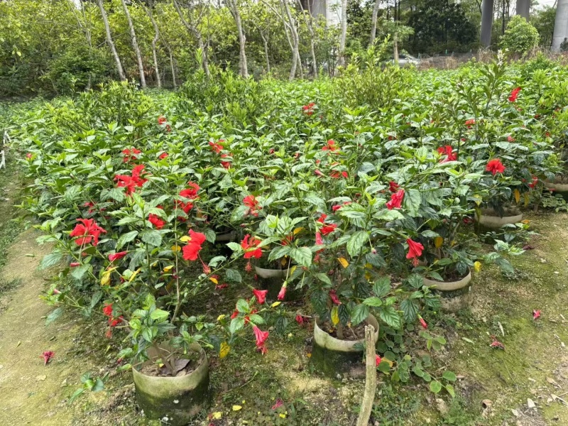 热带常用花卉朱槿大红花树苗扶桑花重瓣四季开花绿植红木槿苗