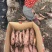 百亩哈蜜红薯大量上市产地一手货源支持物流发货电话1520