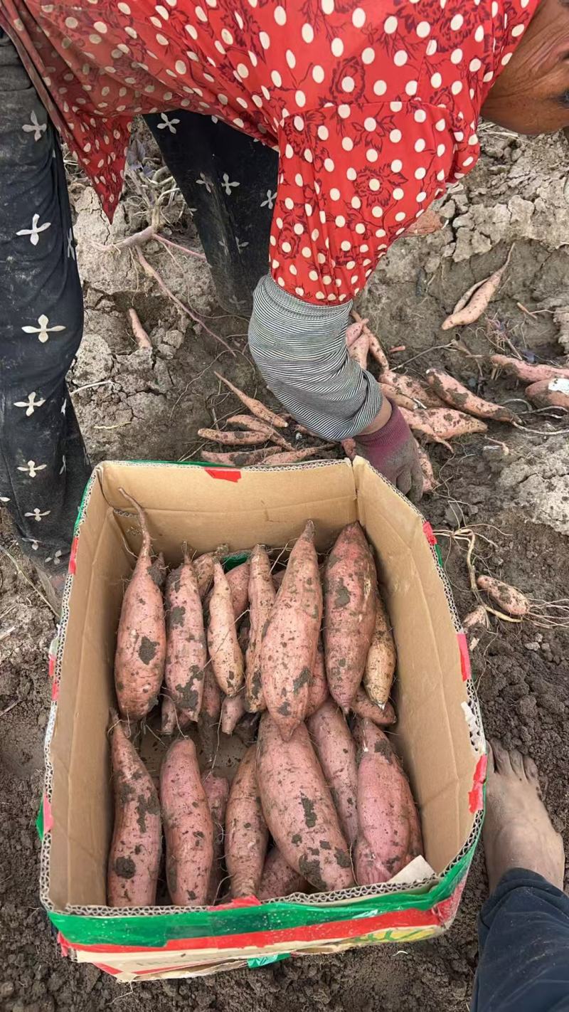 百亩哈蜜红薯大量上市产地一手货源支持物流发货电话1520