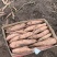 百亩哈蜜红薯大量上市产地一手货源支持物流发货电话1520