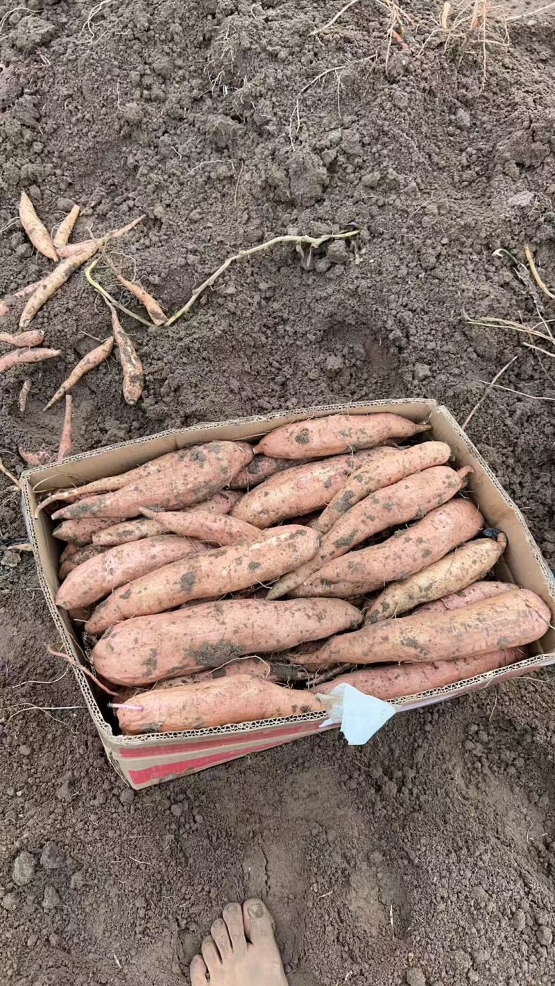百亩哈蜜红薯大量上市产地一手货源支持物流发货电话1520