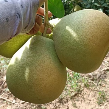 度尾正宗红心文旦柚，自家种植，预计9.20采摘