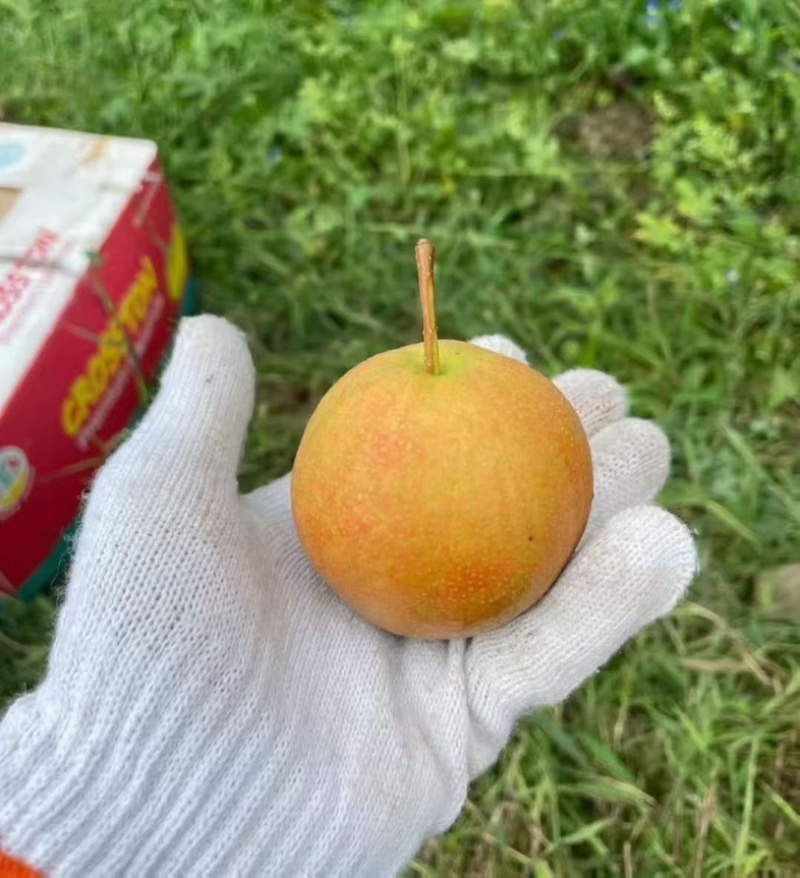 鞍山南果梨