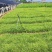 青绿苔草，青绿
