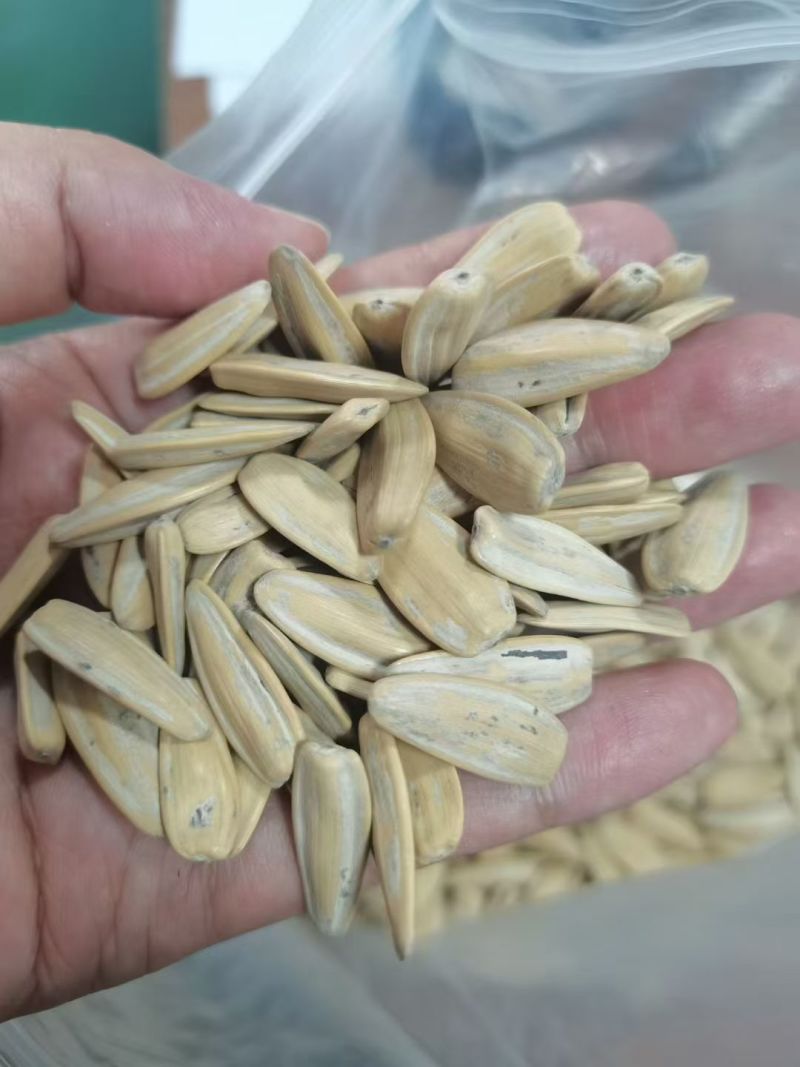 精品脱皮瓜子363葵花籽大量供应可视频看货欢迎来电