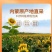 精品脱皮瓜子363葵花籽大量供应可视频看货欢迎来电