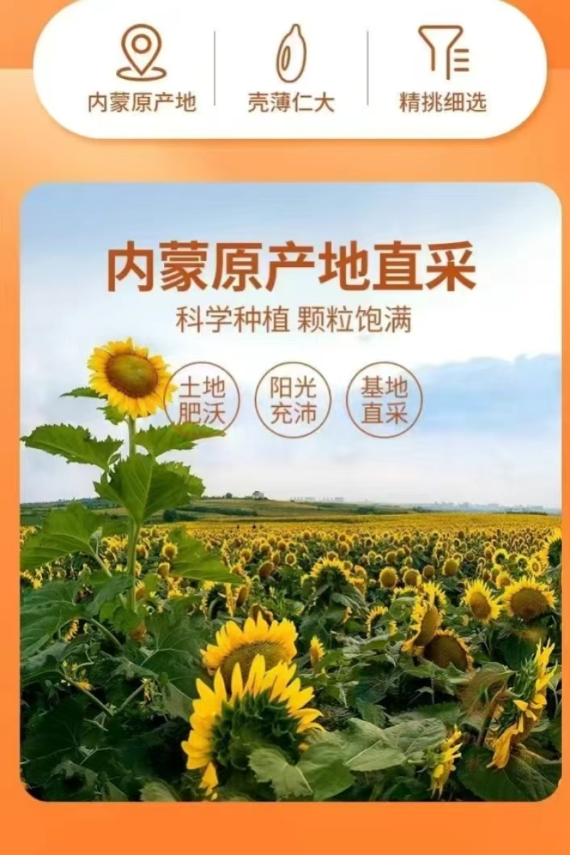 精品脱皮瓜子363葵花籽大量供应可视频看货欢迎来电