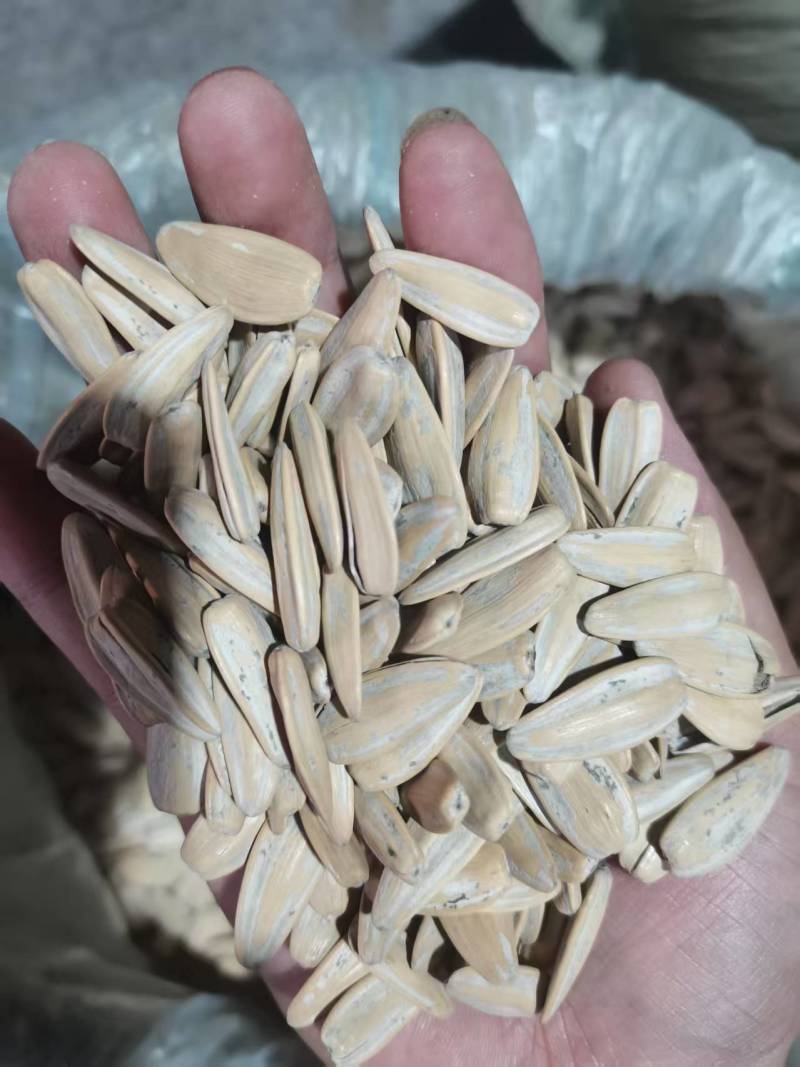 精品脱皮瓜子363葵花籽大量供应可视频看货欢迎来电