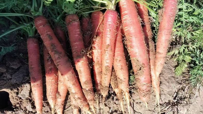 精品胡萝卜大量供应对接市场商超电商团购欢迎来电