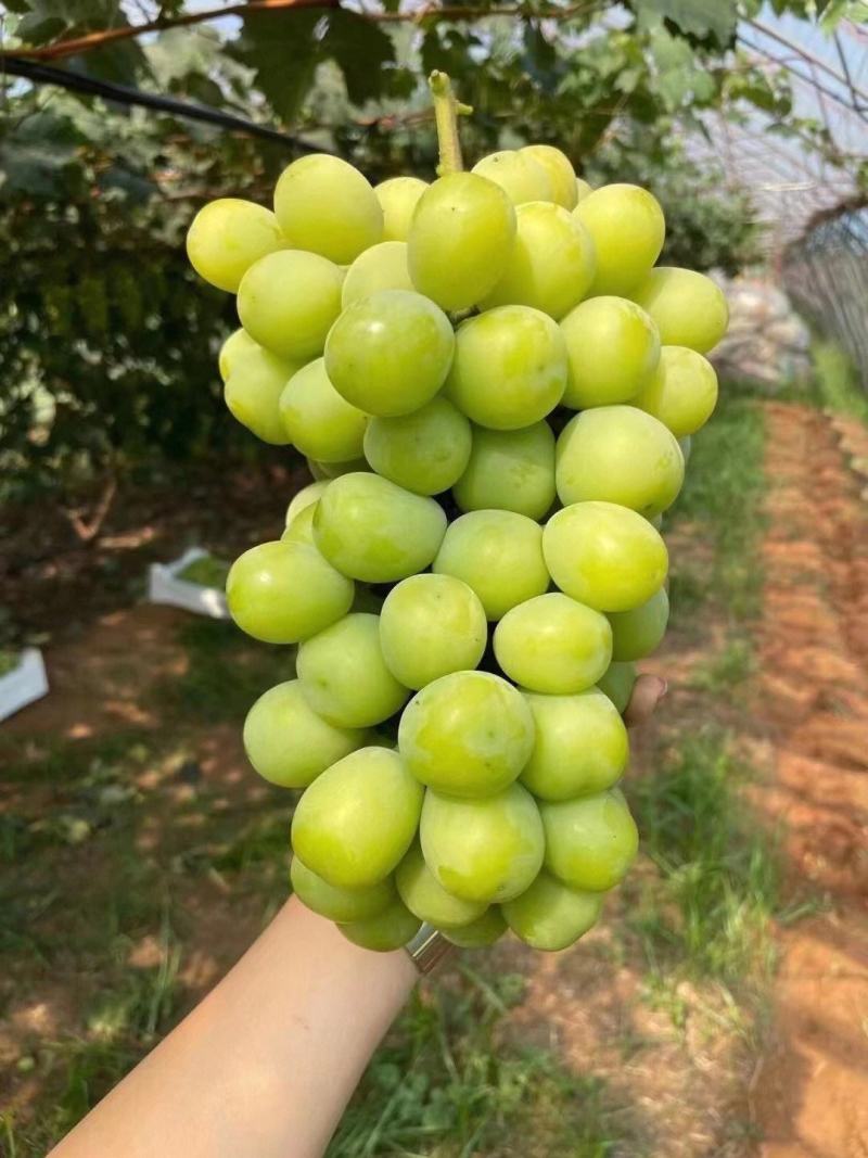 运城高品质阳光玫瑰高糖大颗粒，走货快，欢迎新老客户预定