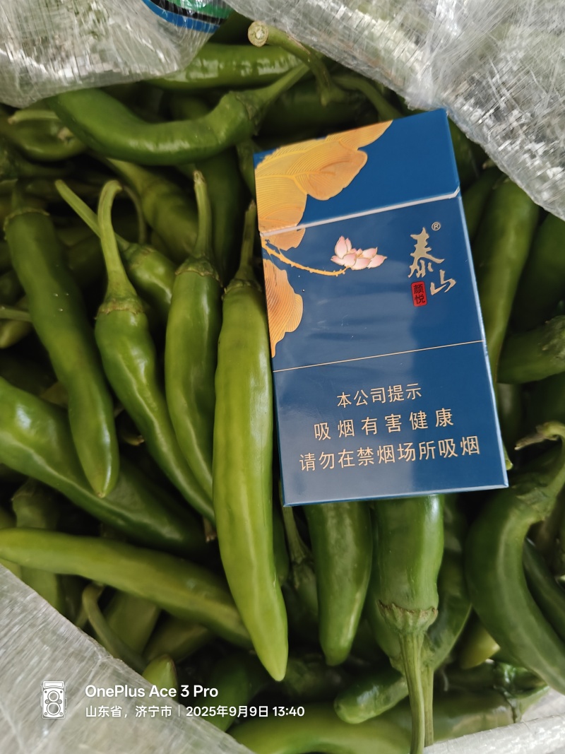 青辣椒大量供货中，支持电商平台各大市场。价格不高欢迎咨询
