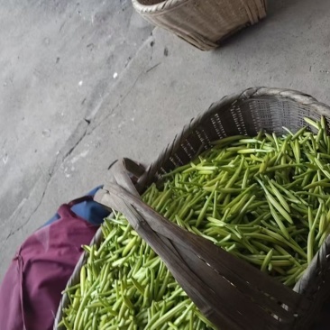 黄花菜